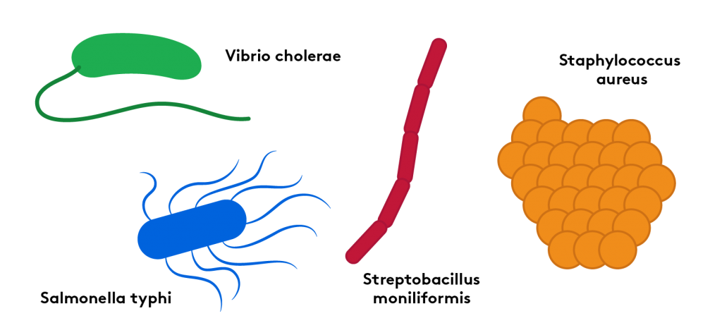 The Circulatory System, Part 1 – The Mcat Webinar