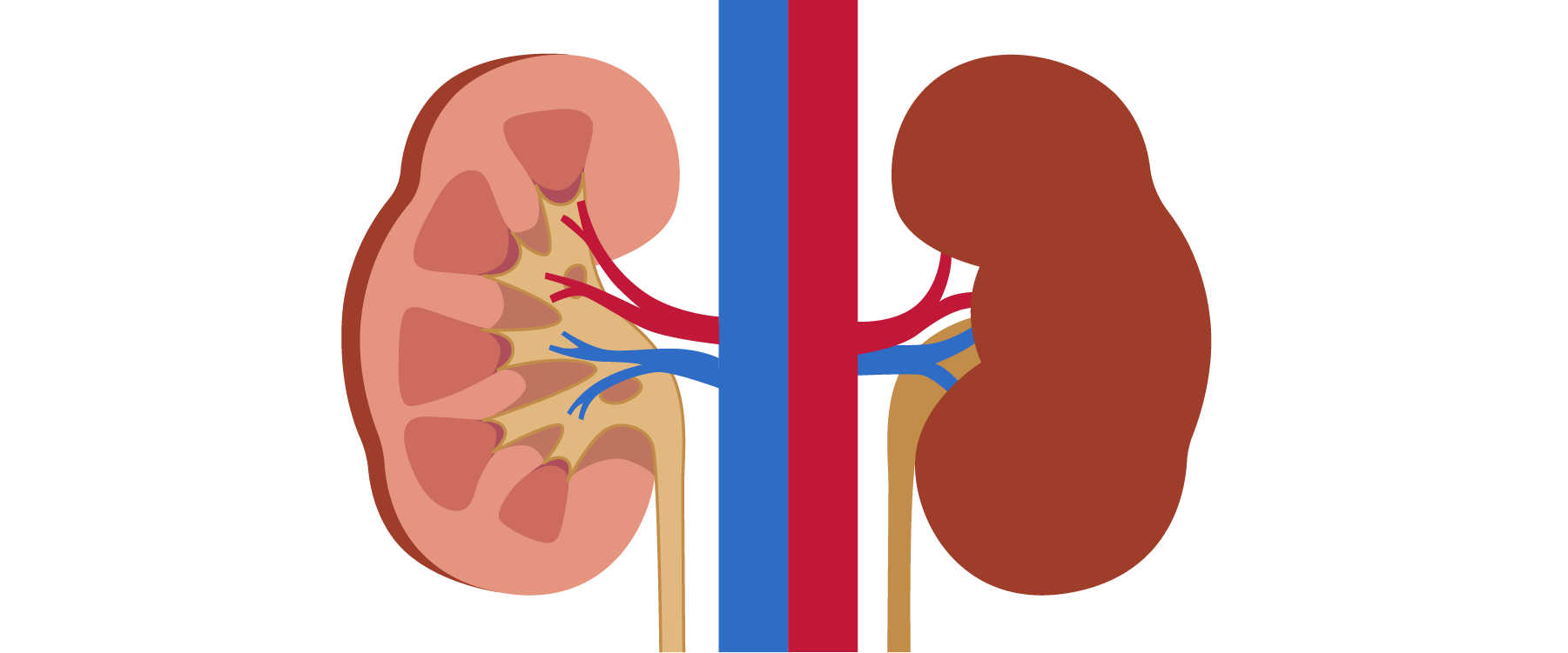 Renal System Part 1