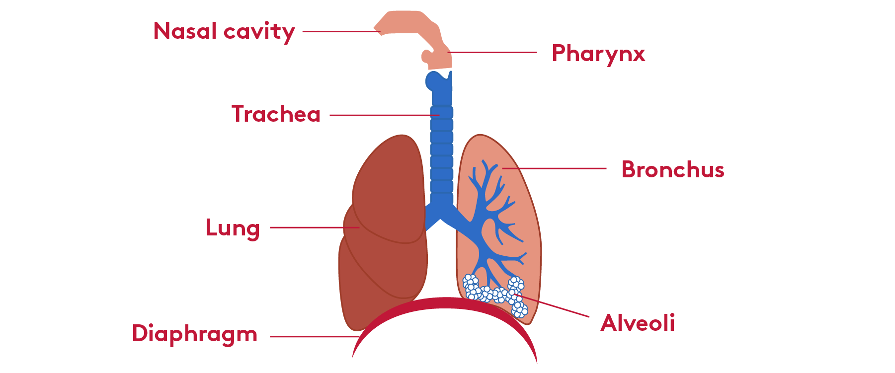 Respiratory System Part 1