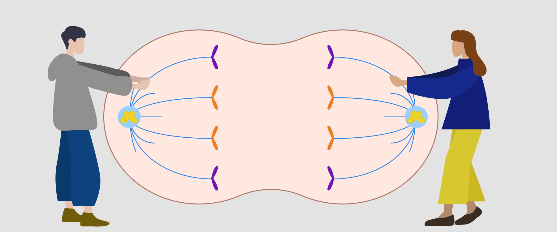 Cell Cycle